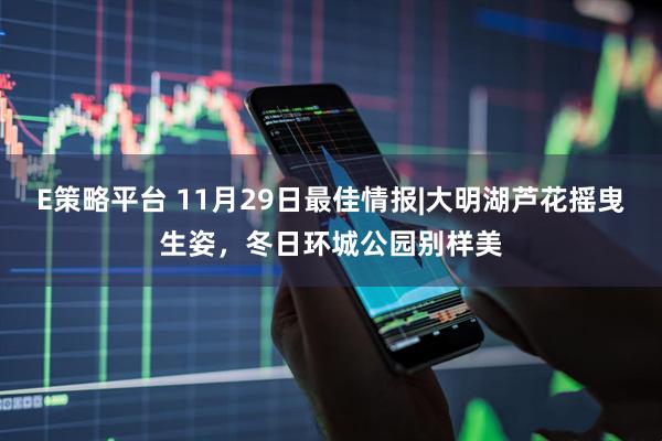 E策略平台 11月29日最佳情报|大明湖芦花摇曳生姿，冬日环城公园别样美